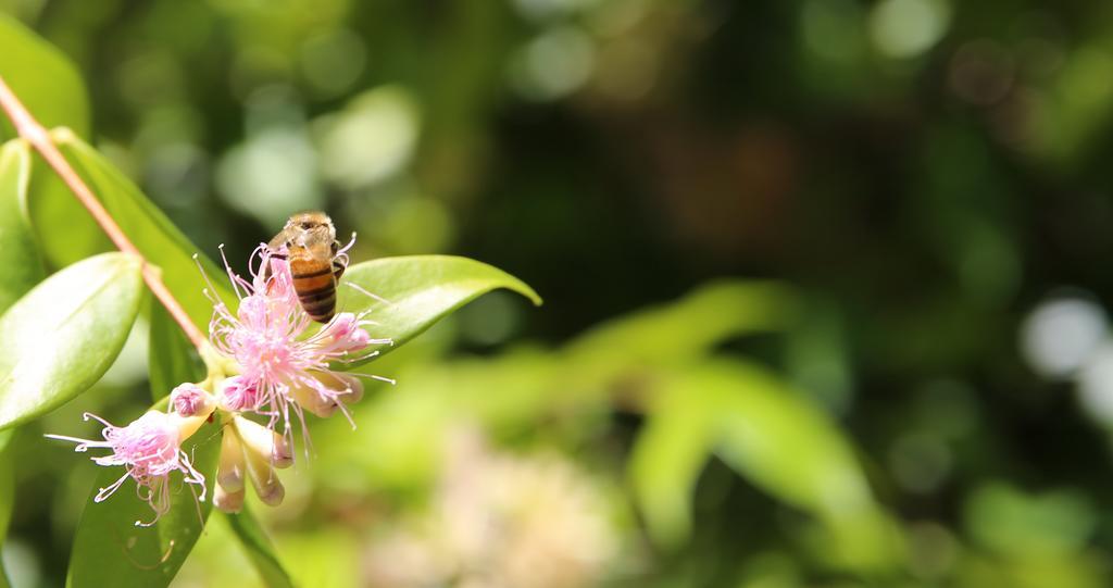 Honeybee Wellness Resort Kandanga Bagian luar foto